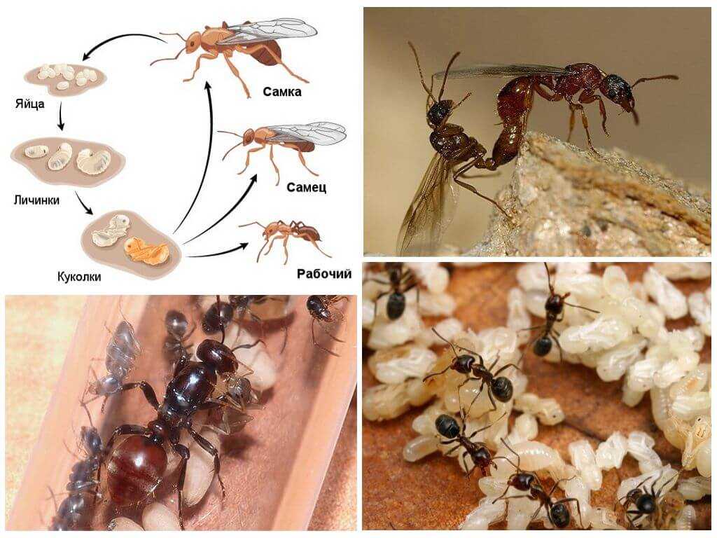 Развитие муравья от стадии яйца до имаго: жизненный цикл и этапы