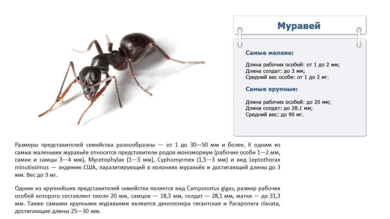 Во сколько муравей поднимает больше себя. муравей самый сильный в природе
