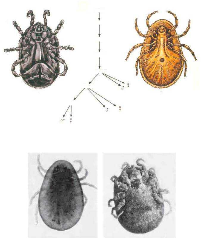 Жизненные циклы паразитов: виды, классификация, смена хозяев | признаки, лечение и диагностика вгкб № 2
