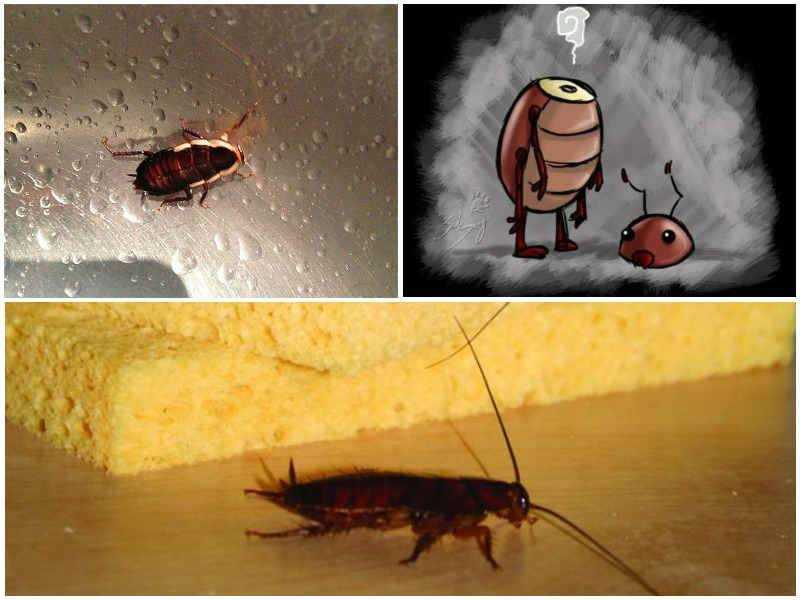 Правда ли, что таракан может жить без головы, сколько времени он способен пребывать в таком состоянии Может ли голова таракана жить отдельно от тела