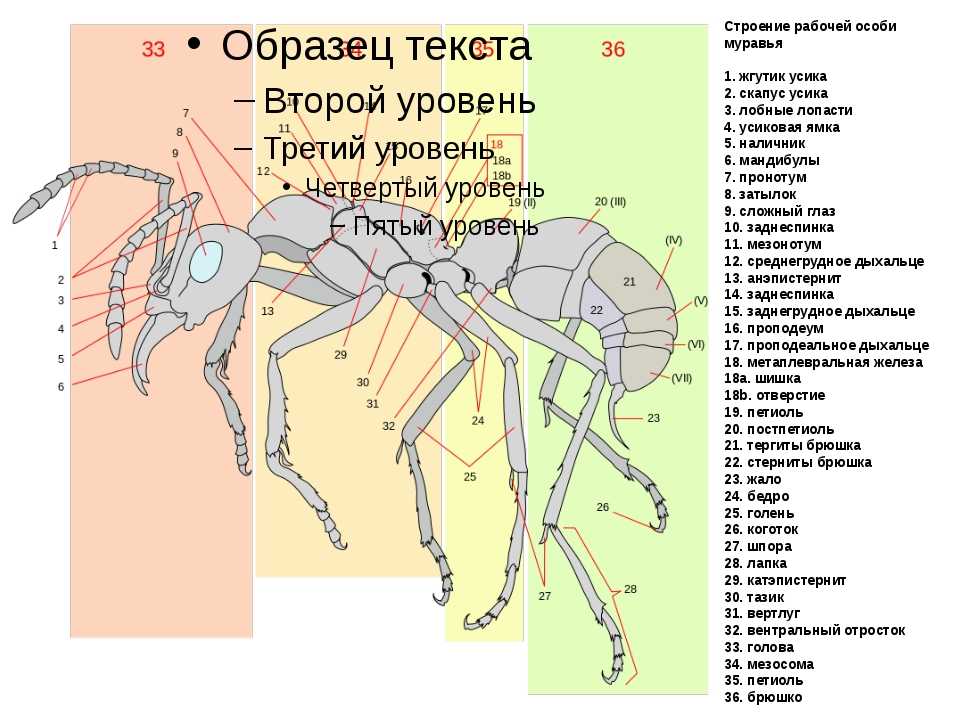 Виды муравьёв в россии: описание особенностей, чем питаются, характеристики и фото