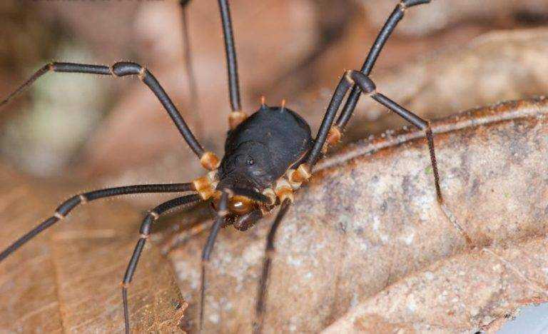 Как выглядит паук сенокосец – ареал обитания и особенности поведения