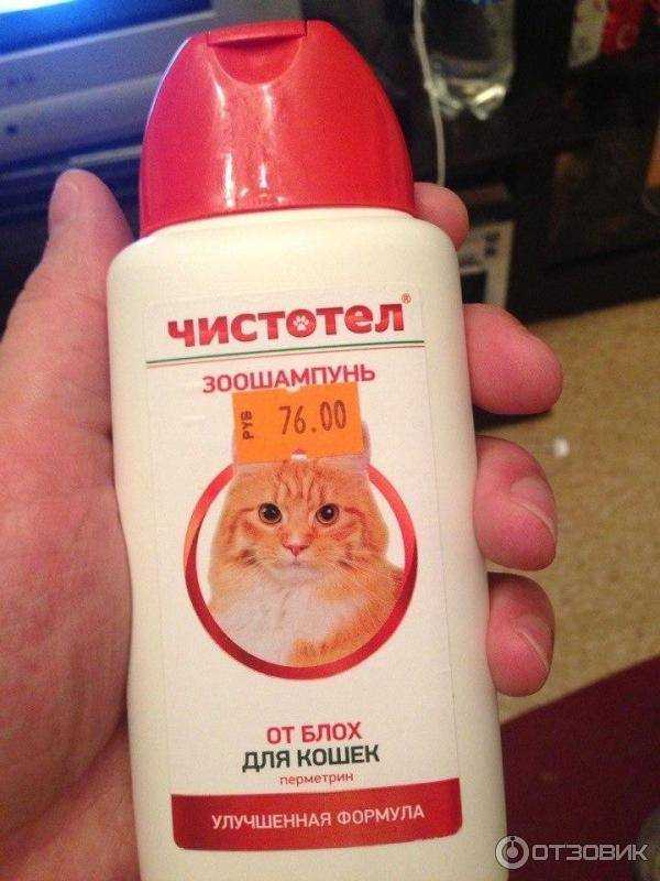 Как выбрать лучший шампунь от блох для кошек?