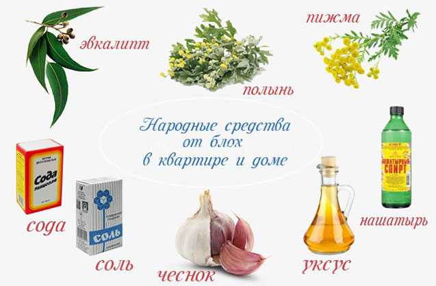 Блохи у кошки: как вывести, средства борьбы с ними, откуда берутся кошачьи блохи, признаки заражения