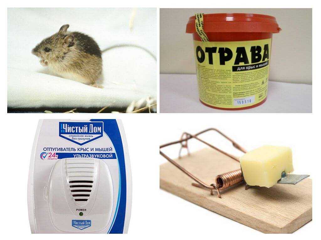 Какие запахи отпугивают крыс и мышей