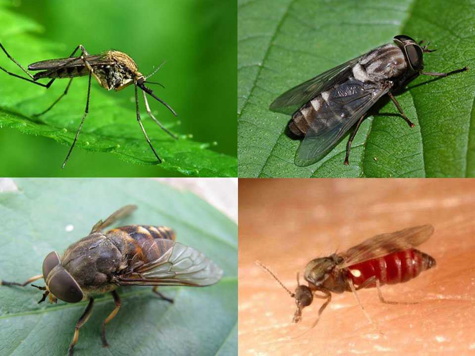 Почему в августе и осенью начинают кусаться мухи: опасность укусов, лечение и профилактика