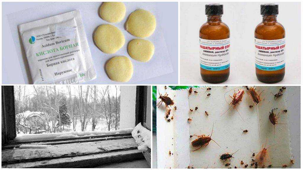 Каких запахов боятся тараканы? способы отпугивания насекомых из квартиры при помощи различных ароматов