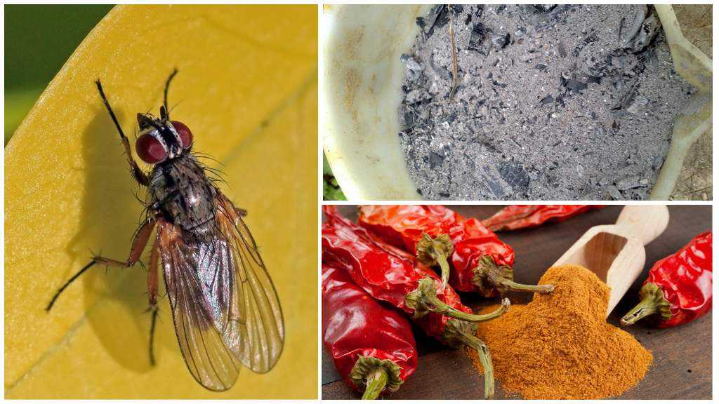 Как избавиться от мух и их личинок — 100% рабочие методы