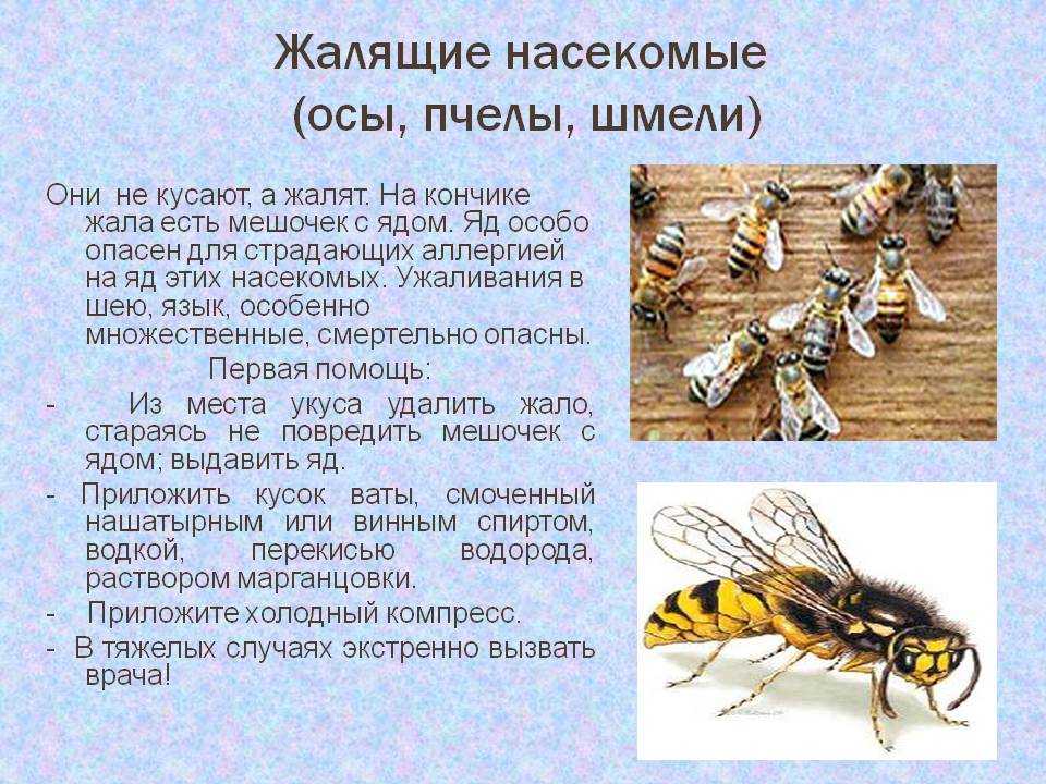 Где и как растут кокосы (40 фото), сорта, вкус, выращивание и применение | огородникам инфо