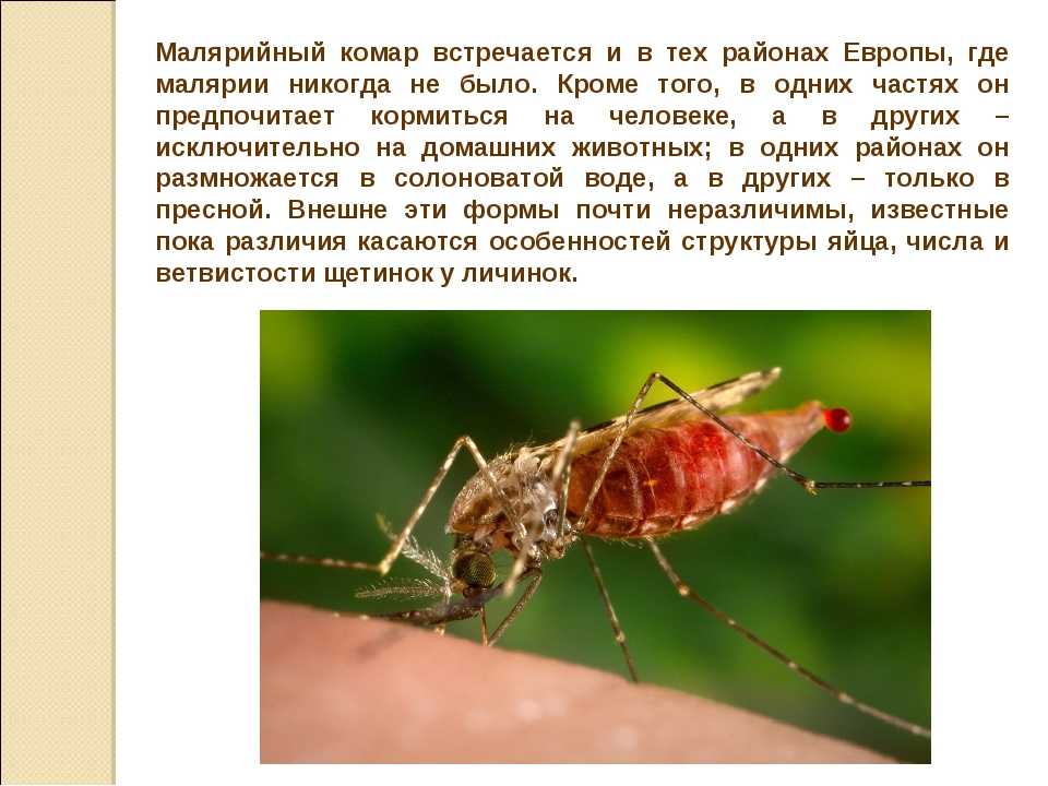 Как отличить малярийного комара от обыкновенного?