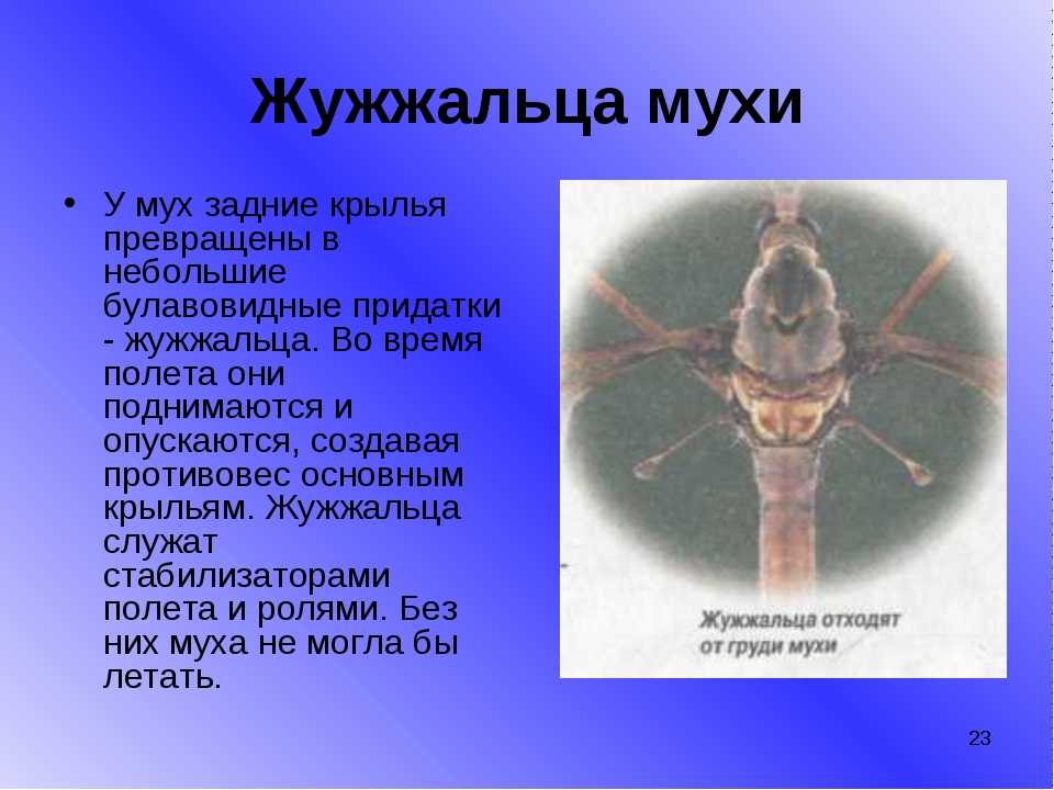 Комнатная муха. развитие, размножение, вред, особенности домашних мух.