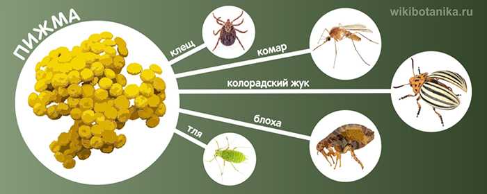 Дачные растения, отпугивающие комаров