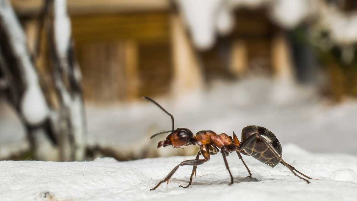 Как спят муравьи в муравейнике фото