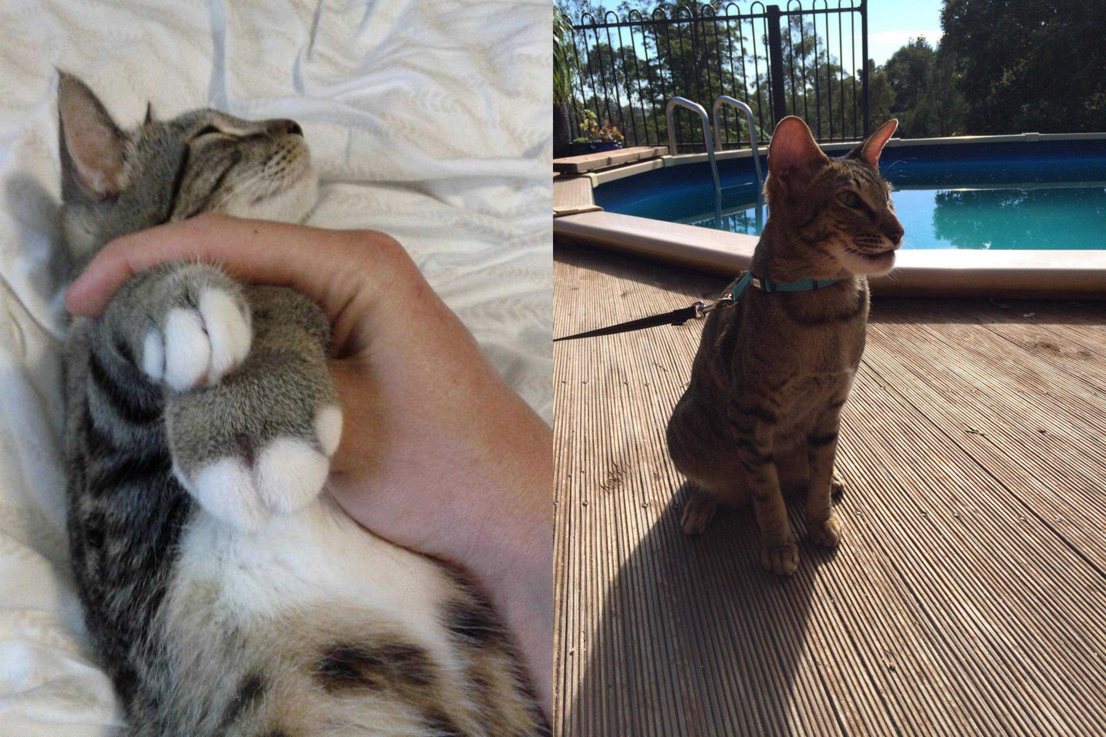 Что делать если кота укусила оса? кошку укусила оса — что делать, первая помощь