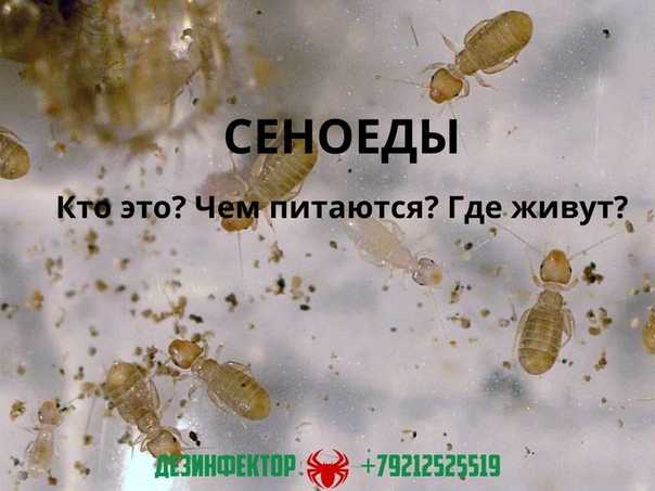Народные средства от вредителей- лучшие рецепты от насекомых
