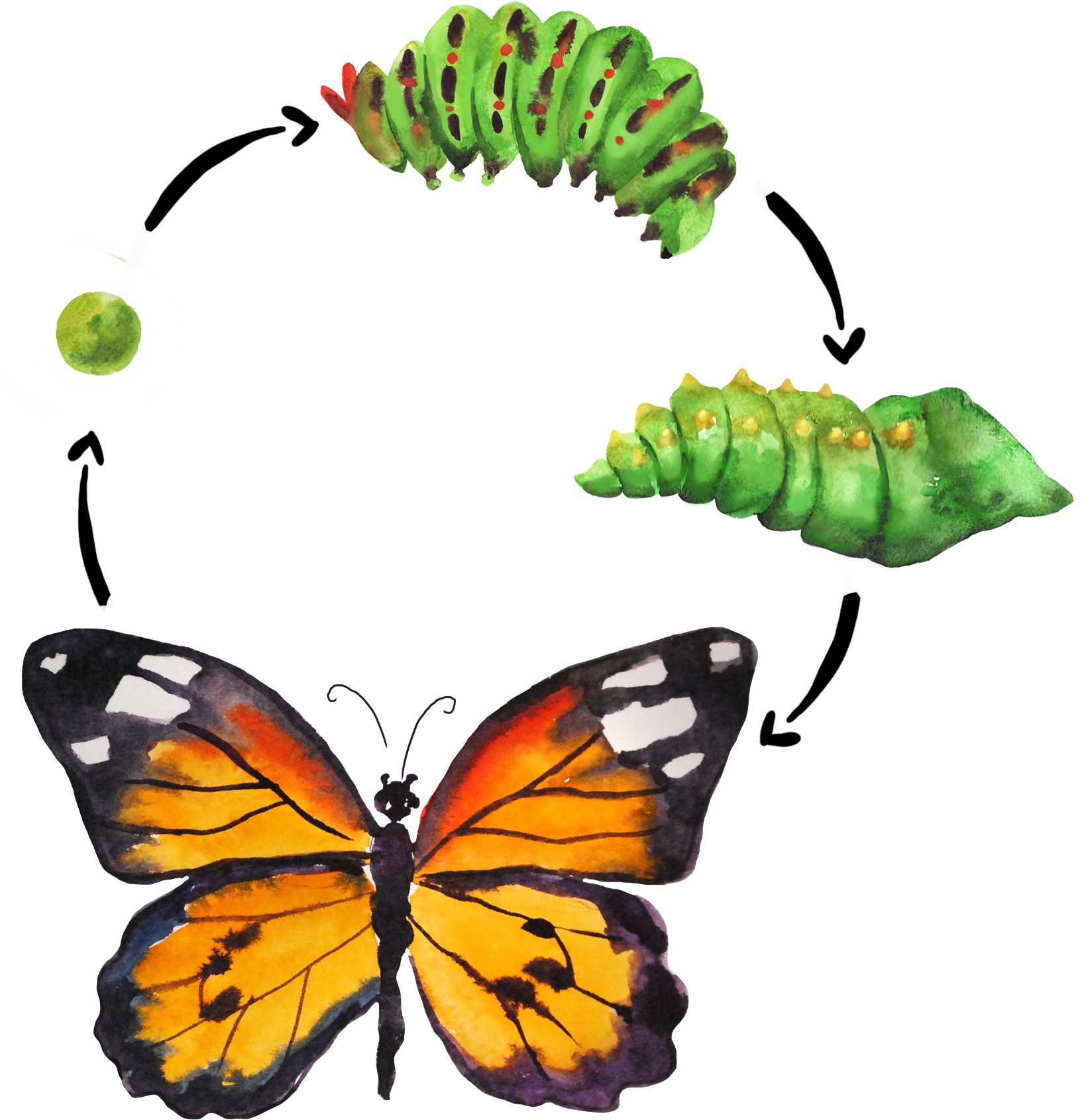 Стадии гусеница бабочка. Жизненный цикл бабочки Махаон. Цикл бабочки капустницы. Цикл развития бабочки Махаон. Жизненный цикл гусеницы бабочки.
