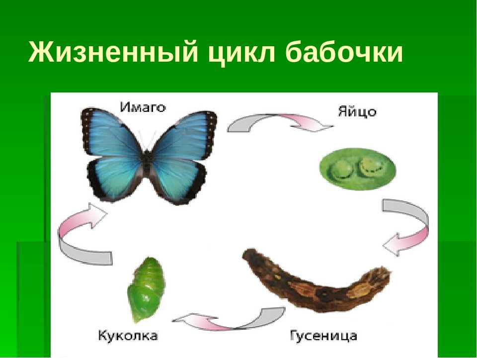 Презентация как появляется бабочка для дошкольников