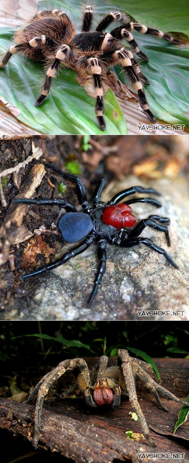 Бразильский странствующий паук, или банановый паук | мир животных и растений