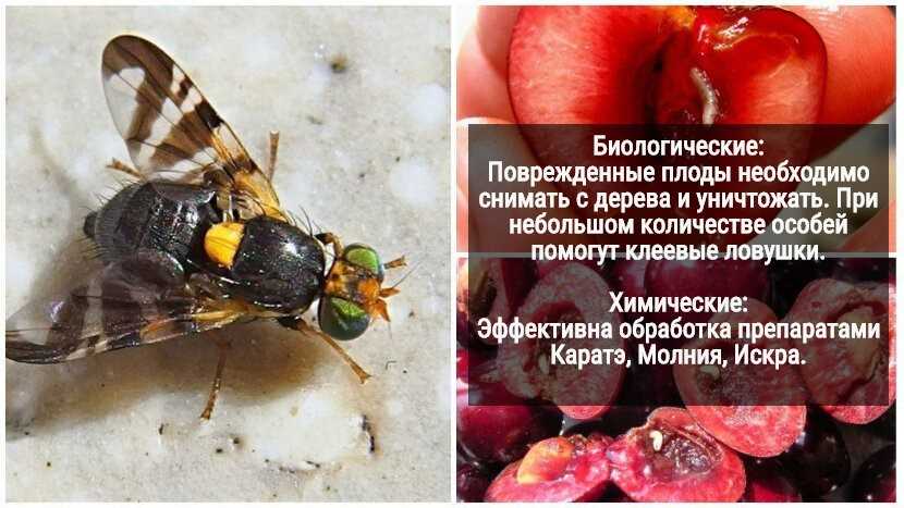 Защита от ирисовой мухи Как выглядит насекомое Как бороться с паразитом Применение народных средств