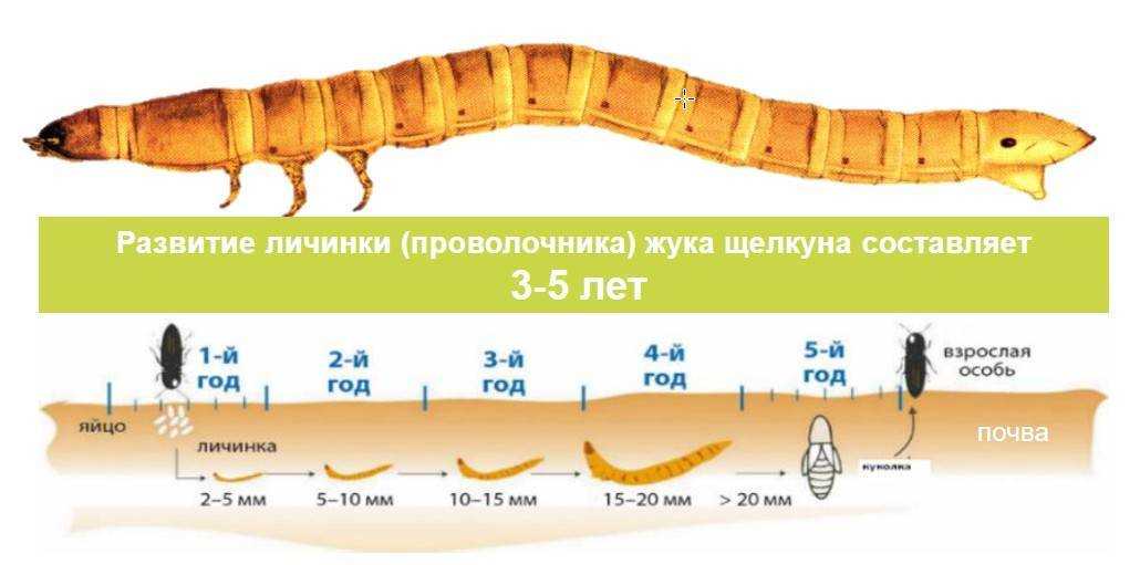 Жук-Щелкун проволочник жизненный цикл