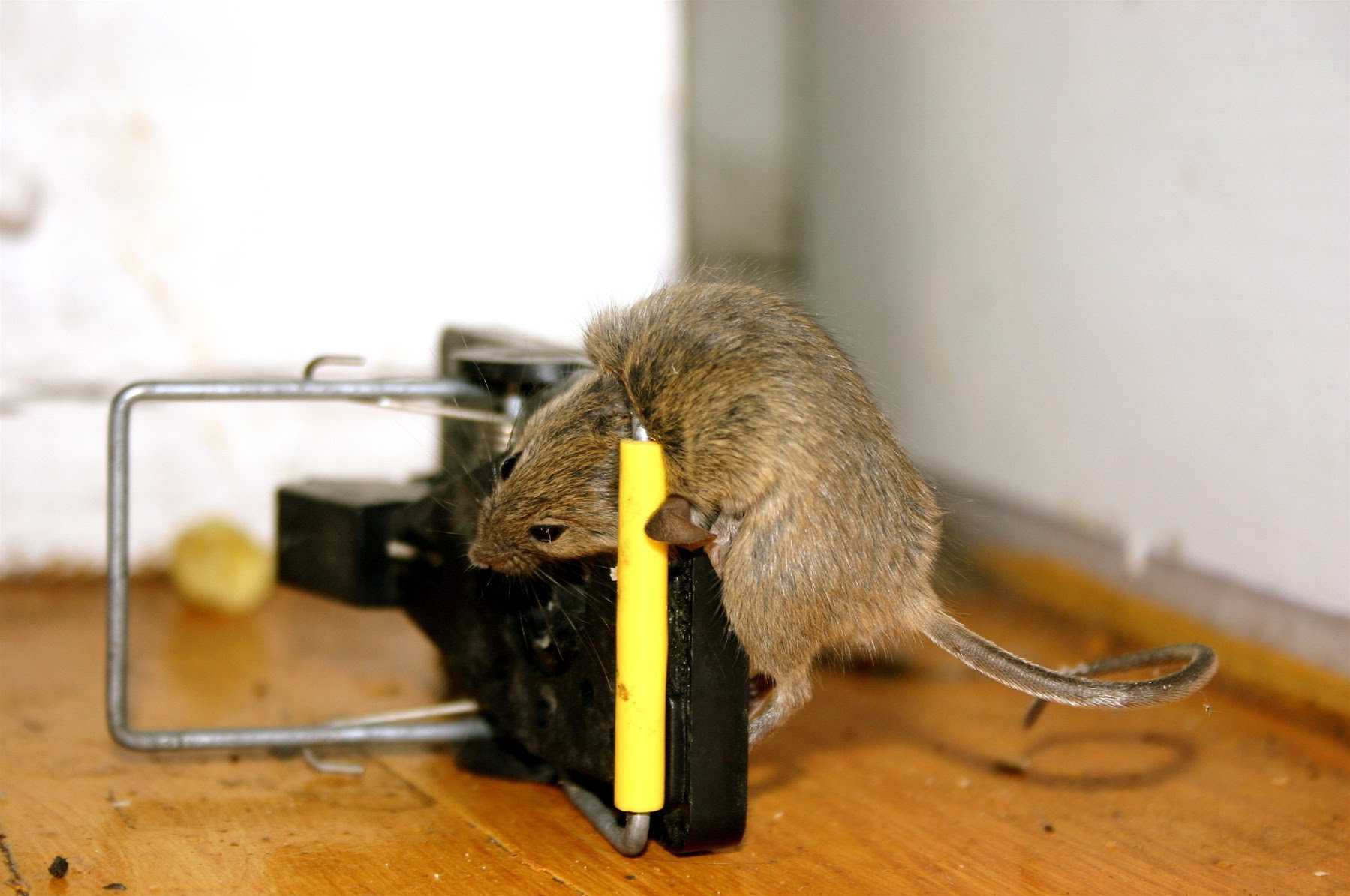 Как избавиться от мышей на участке