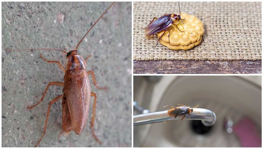 Сколько способны прожить тараканы без воды и еды