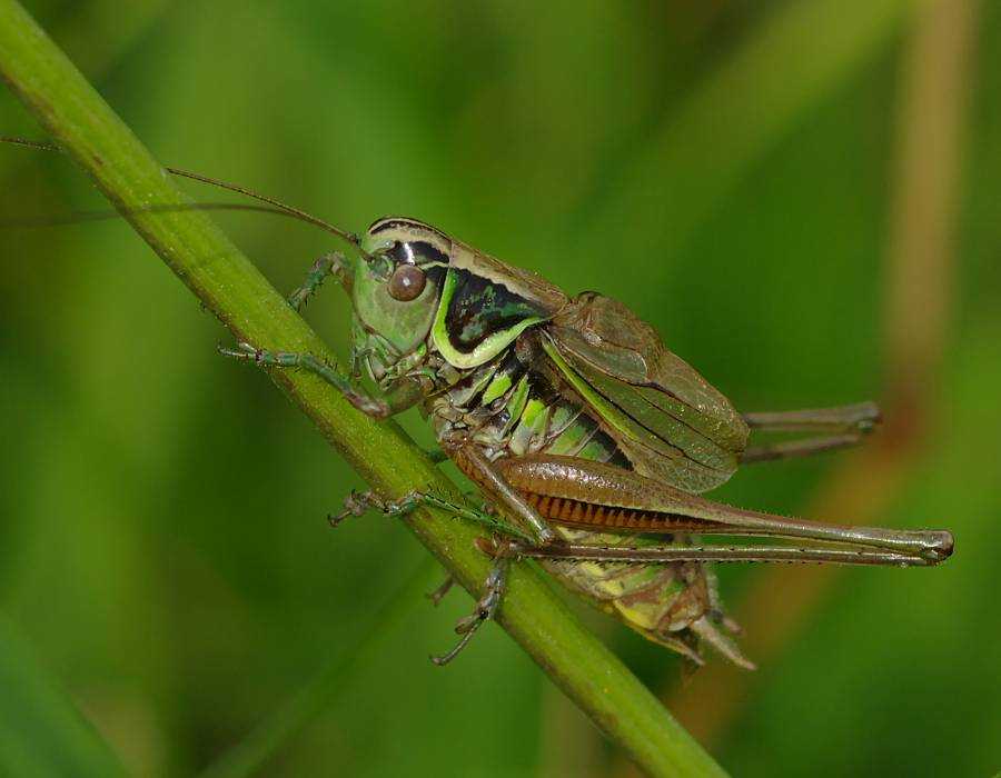 Самые крупные насекомые крыма - фото, видео, описание