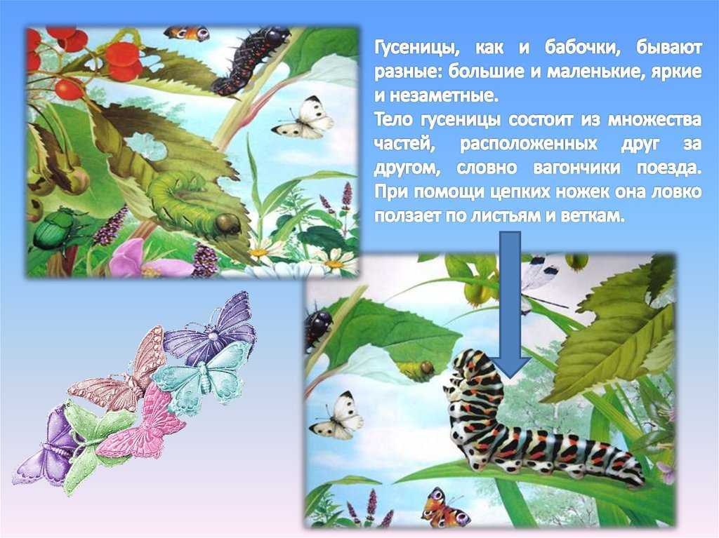 20 волшебных преображений: самые необычные бабочки и их гусеницы