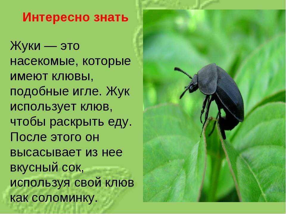 Цикада крымская. что это такое? рацион питания цикад