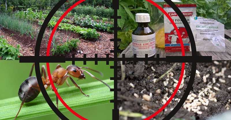 Как избавиться от муравьев в огороде навсегда: обзор способов