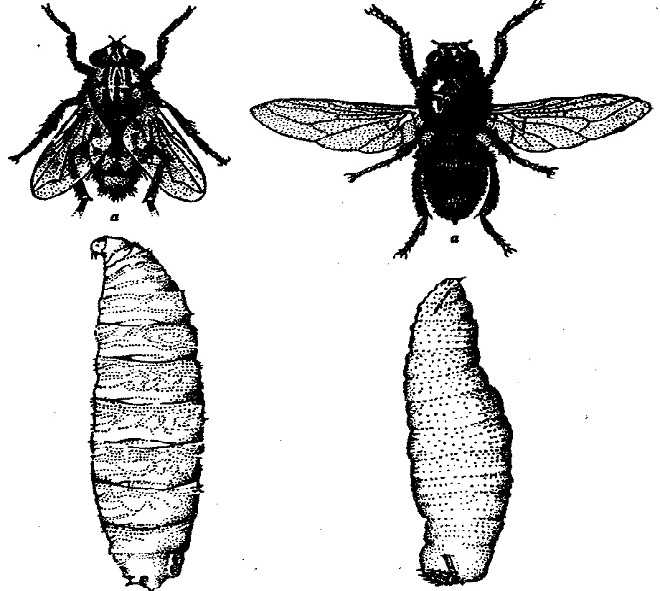 Личинка мухи рисунок