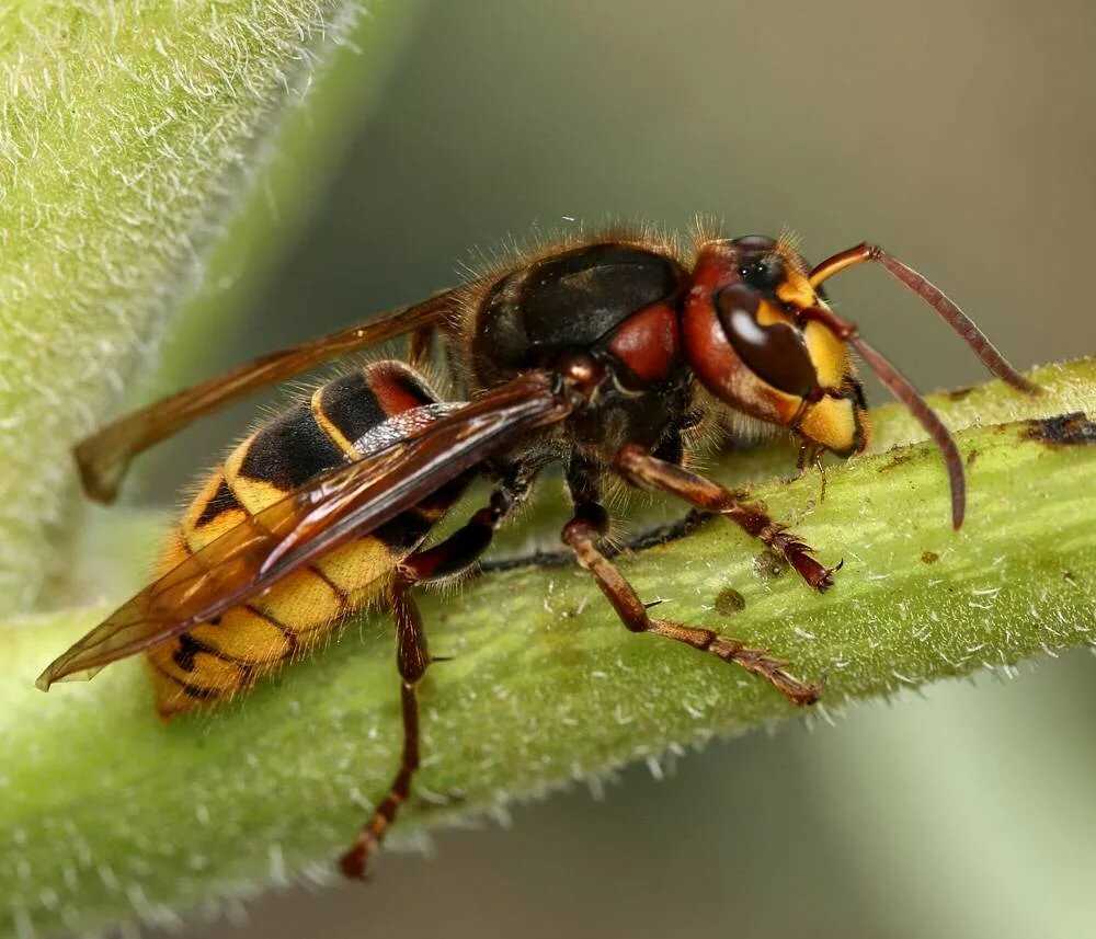 Топ-10 самых опасных насекомых в мире
