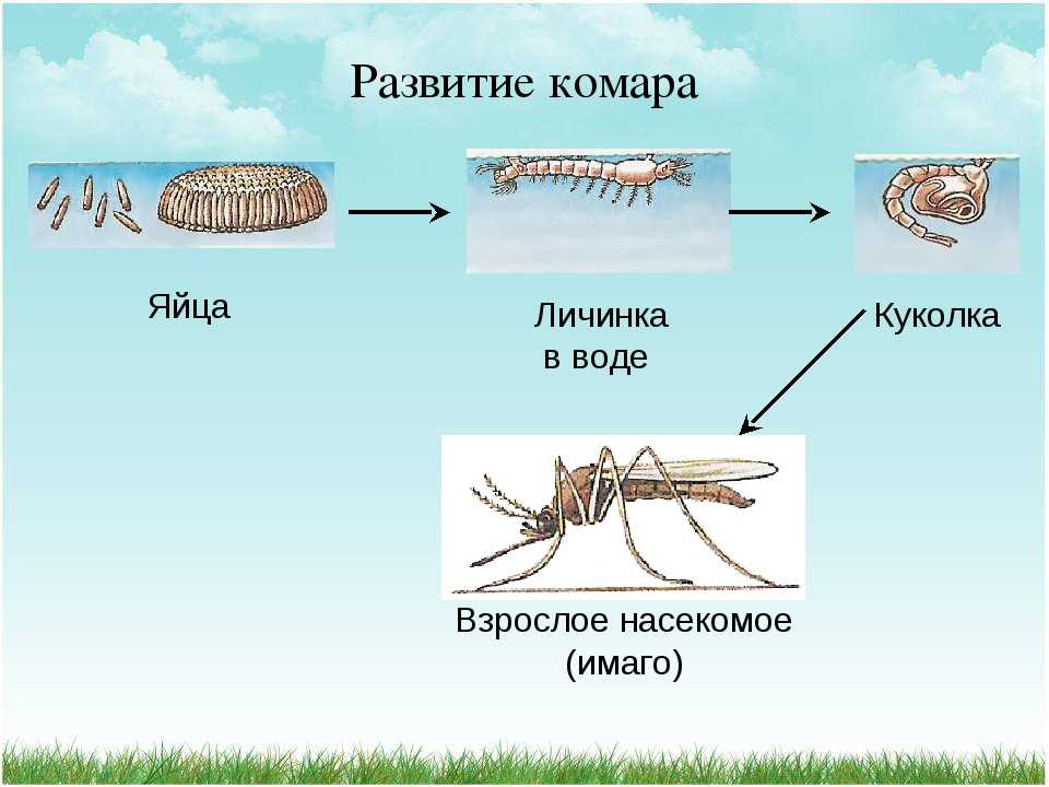 Развитие комара картинки