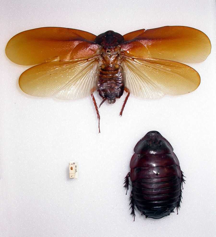 Летающие тараканы