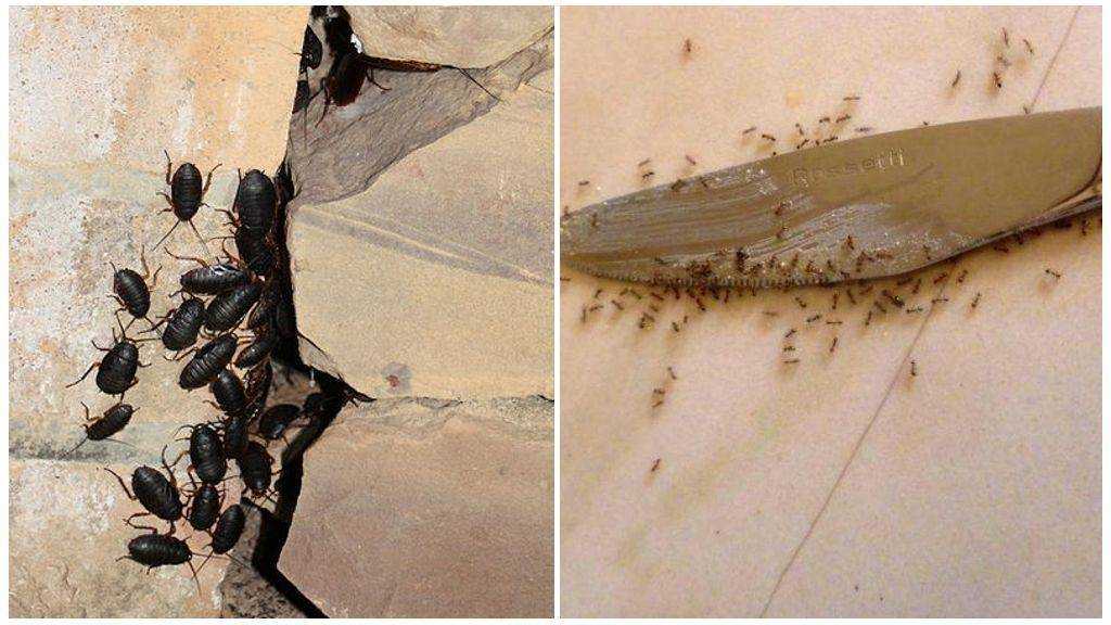 В комнате тараканы, что делать для их уничтожения