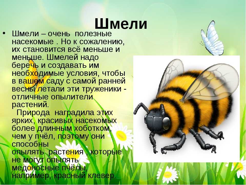 Рассмотрите изображение одомашненного насекомого