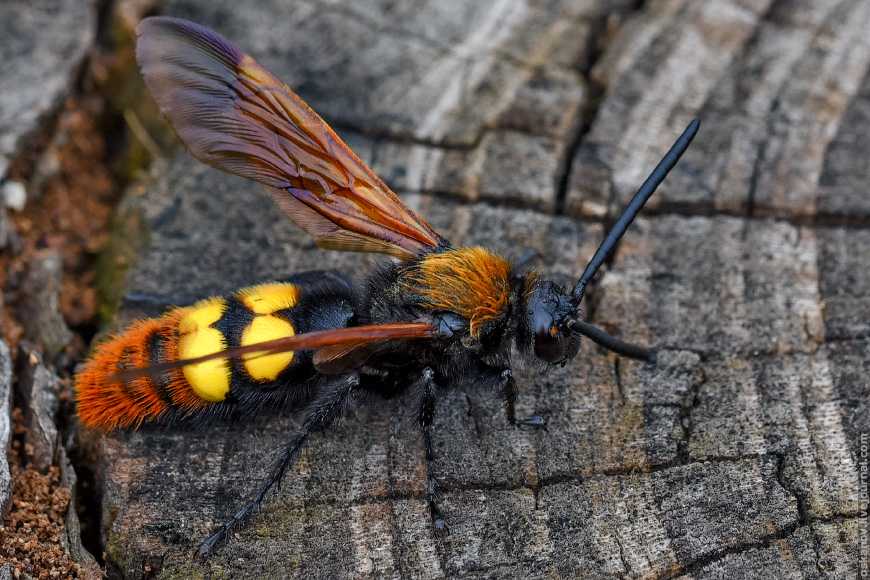 Шершень: польза и вред самой большой осы в мире