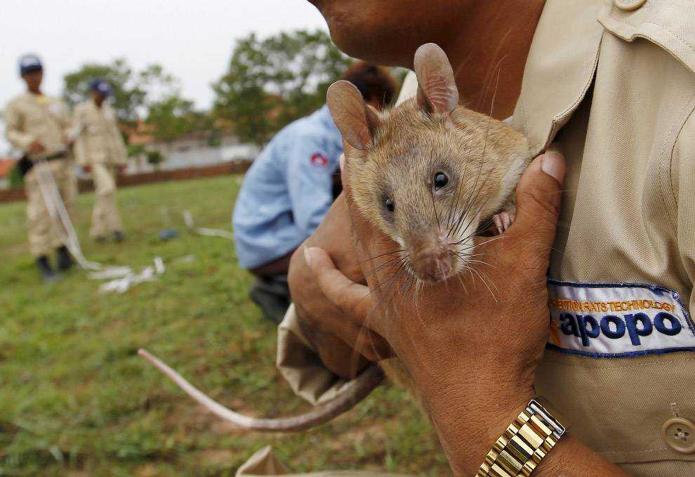 Сумчатая крыса гамби: африканская дрессированная сумчатая