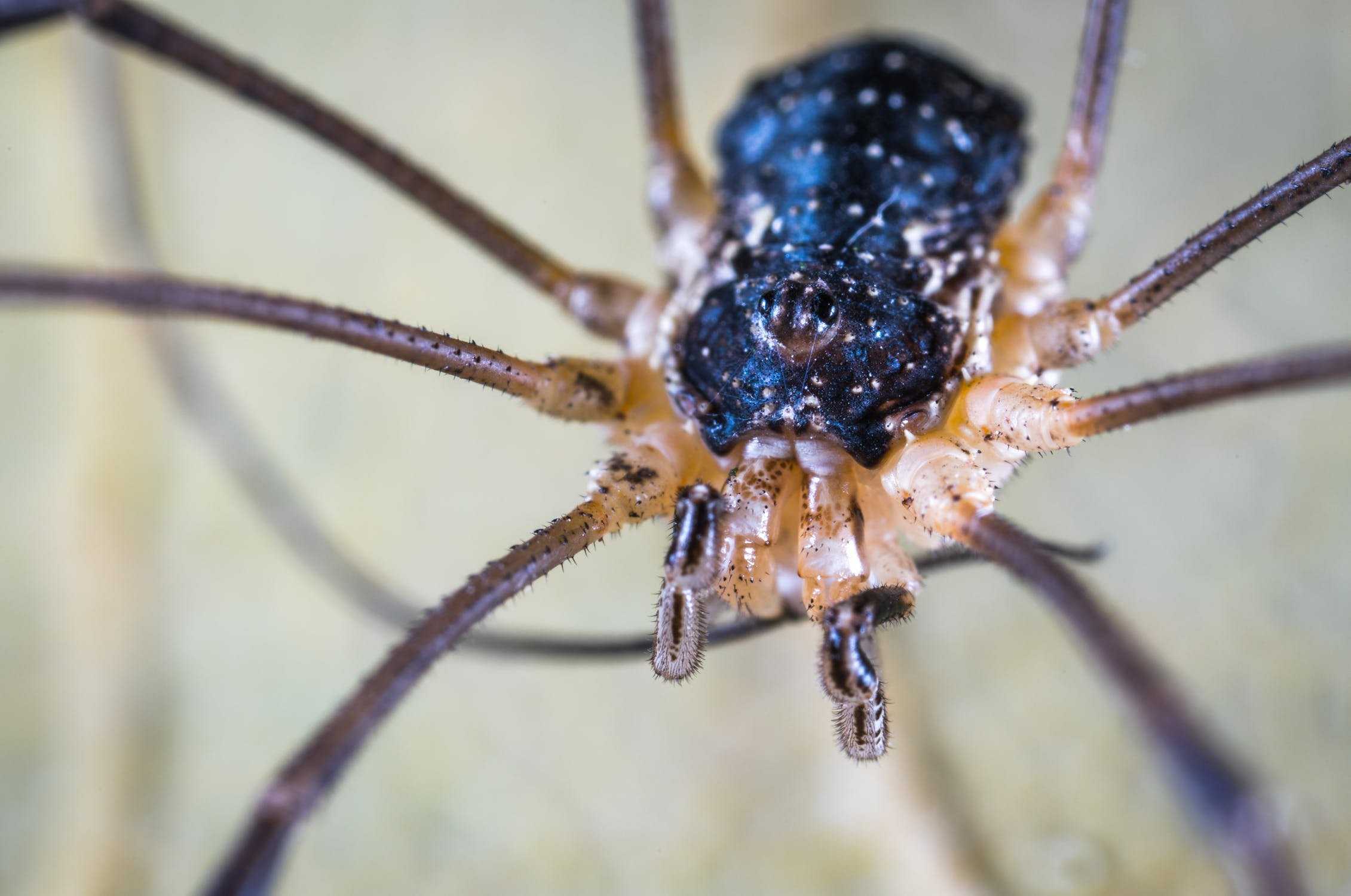 Сенокосец (паук): описание и фото. пауки в природе :: syl.ru