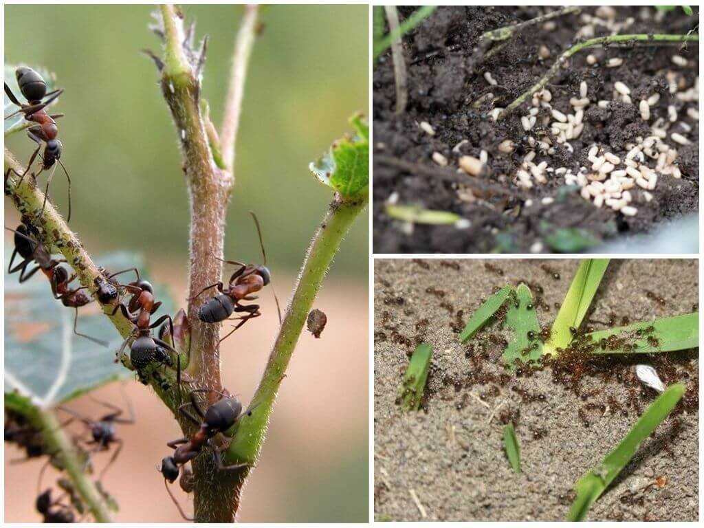 Что не любят муравьи, каких растений и продуктов боятся?