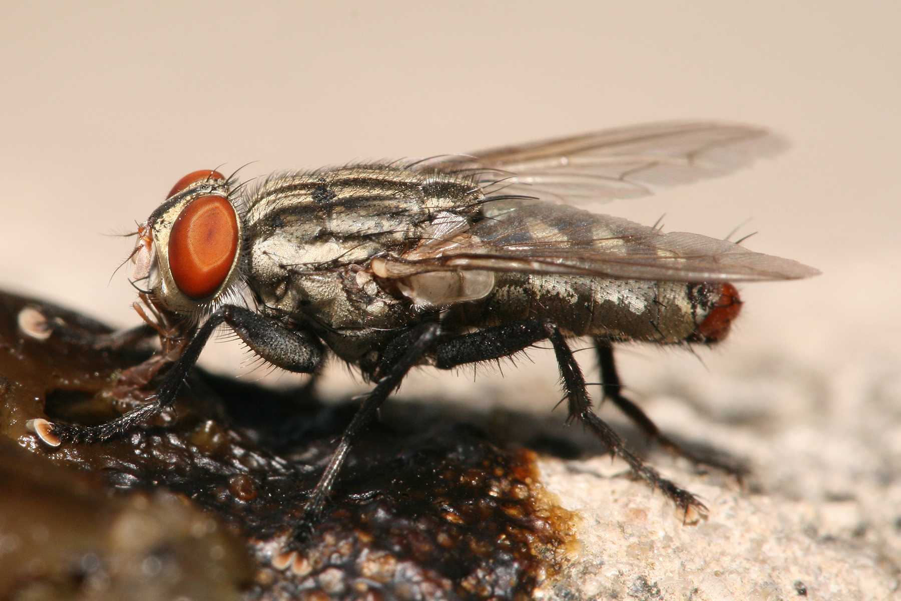 Жужжала — муха из юрского периода