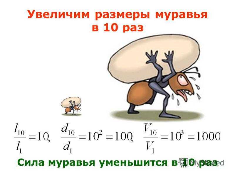 Сколько весит муравей и сколько он может при этом поднять