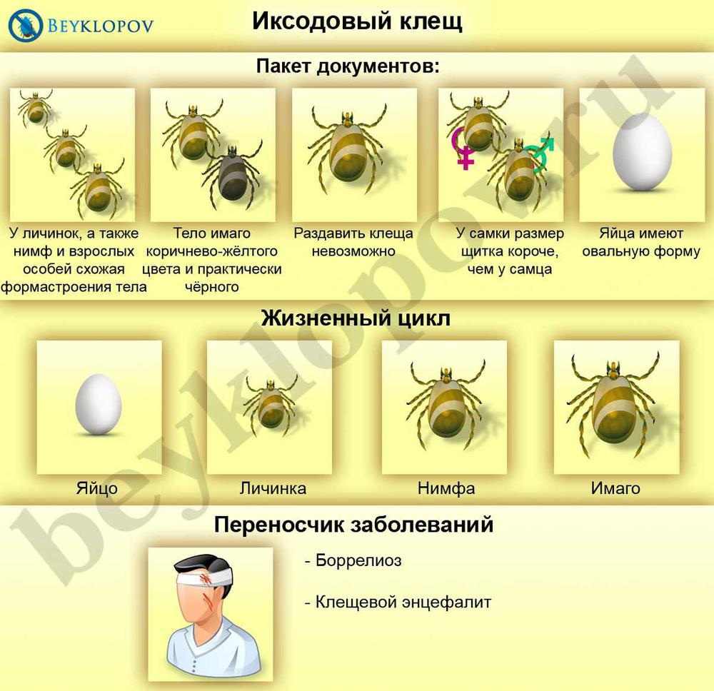 Жизненный цикл собачьего клеща схема