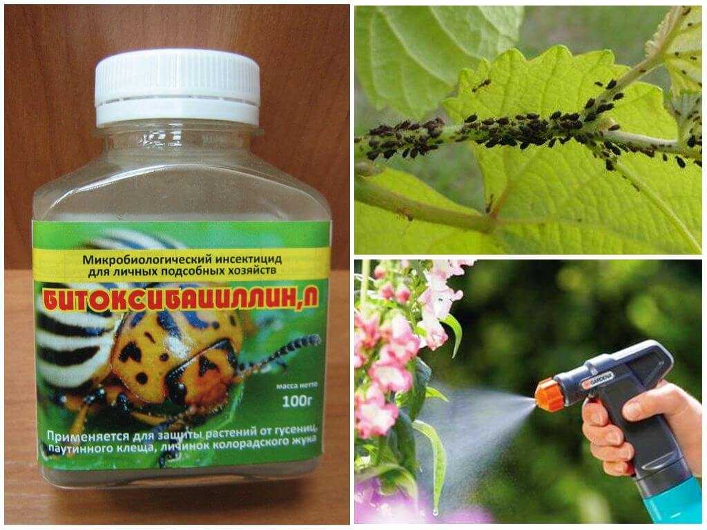 Как бороться с гусеницами на деревьях: химические и народные средства