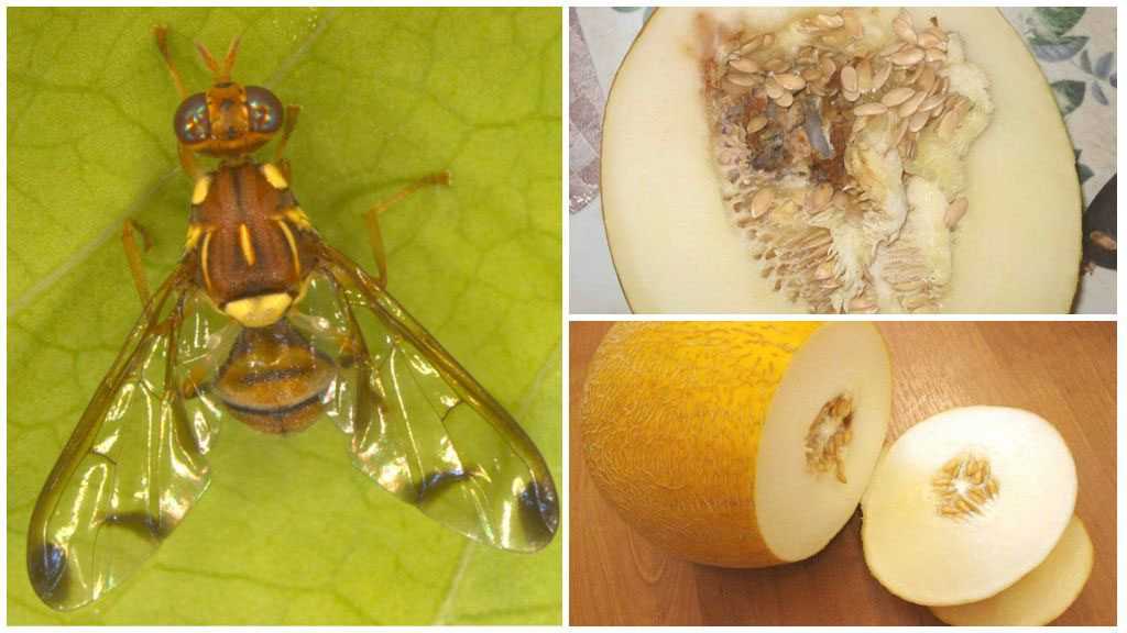 Карантинный вредитель дынная муха Особенности дынной мухи Какой вред наносит насекомое Опасность дынной мухи для человека