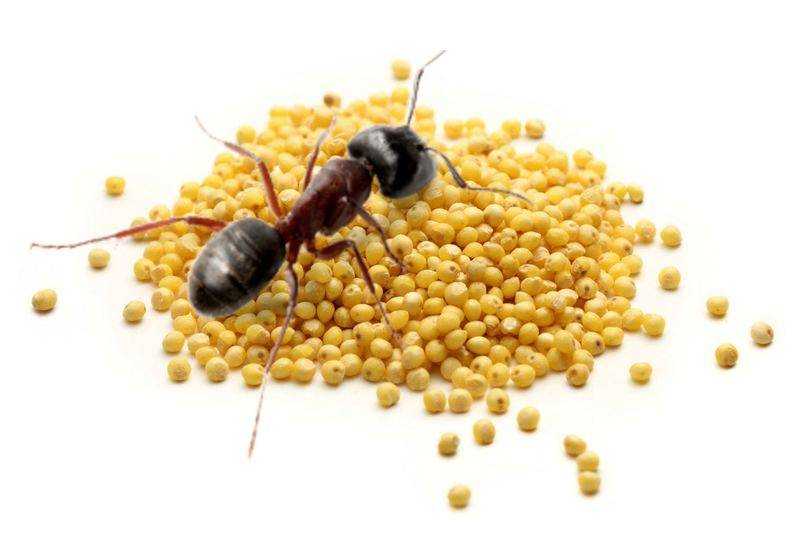 Пшено от муравьев - как помогает и почему боятся