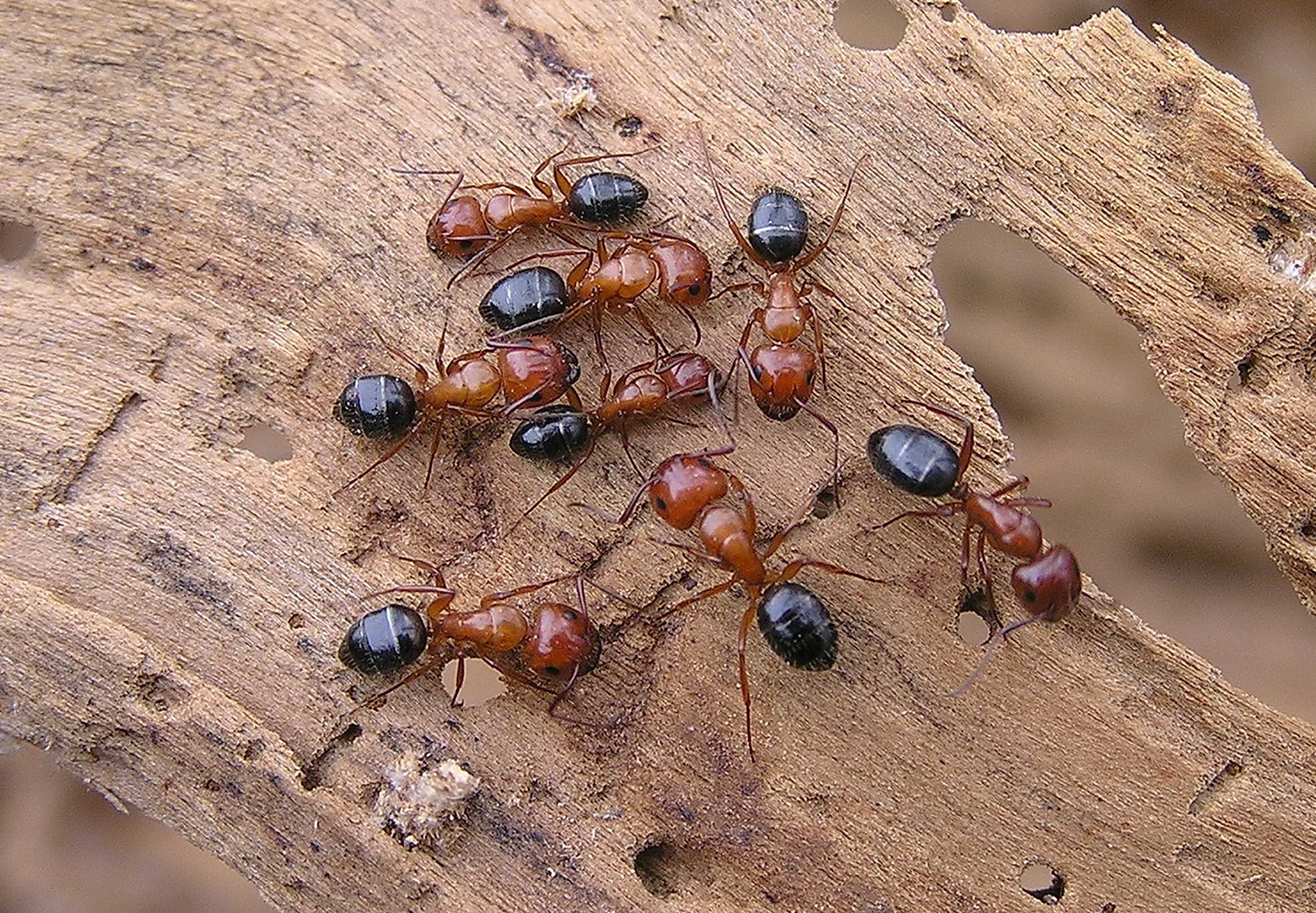 Виды муравьев в россии фото