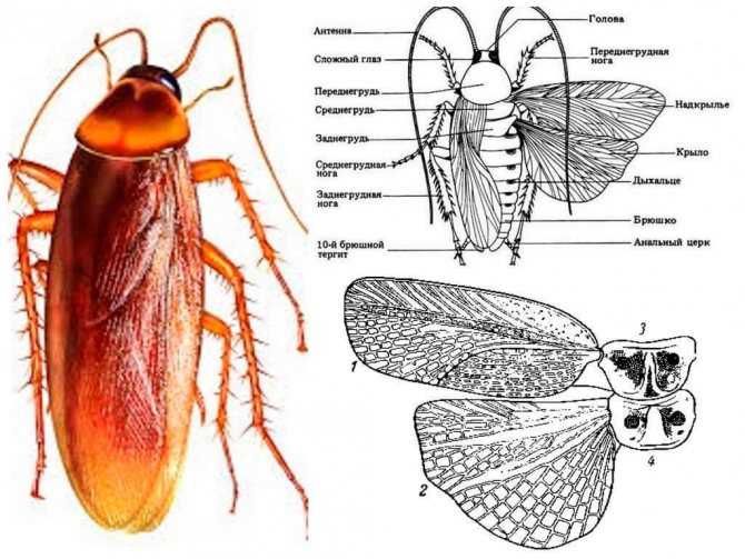 Тараканы – виды, образ жизни, среда обитания и поведение