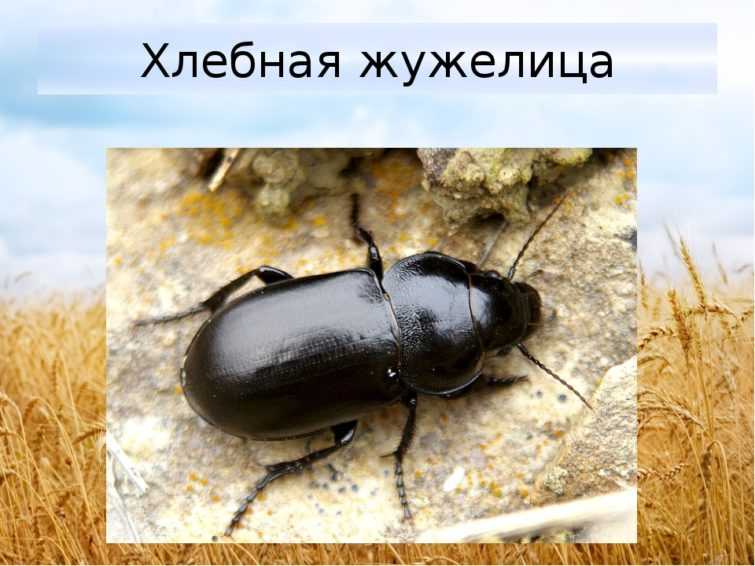 Меры борьбы с цикадкой белой и буйволовидной: народные средства и специальные препараты