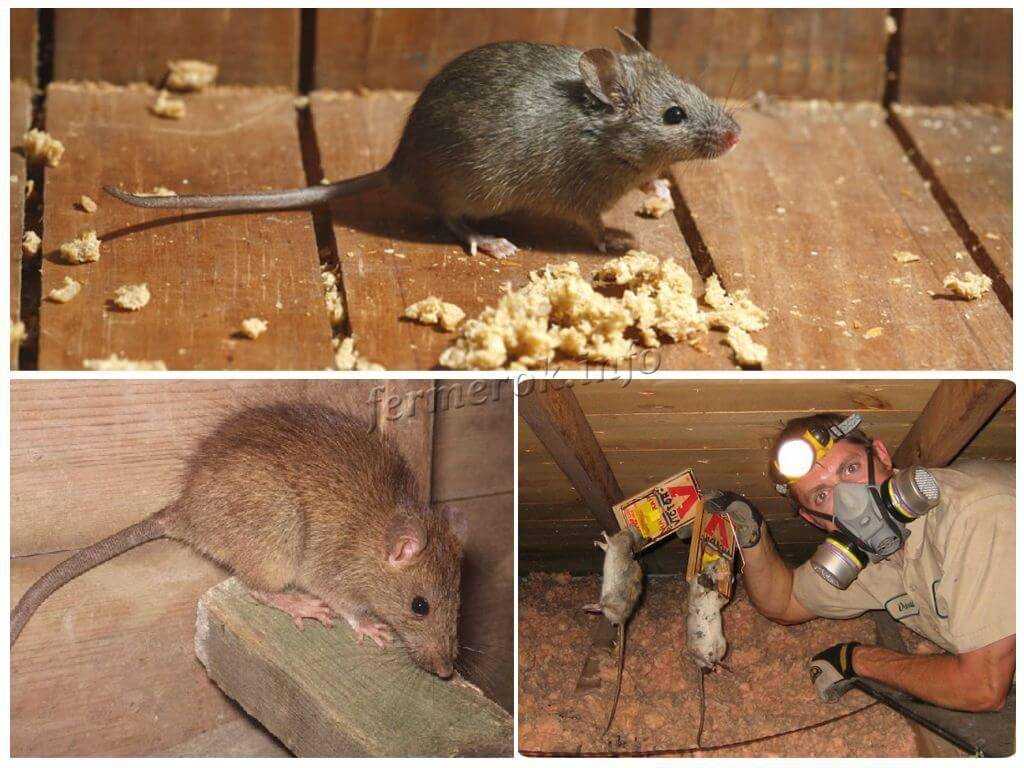 Как избавиться от земляных крыс: самые эффективные методы.